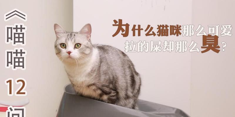 小猫拉白色屎是怎么回事？需要带去看兽医吗？