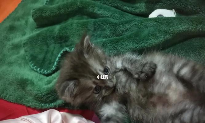 小猫拉肚子几天能好？如何快速缓解宠物腹泻症状？