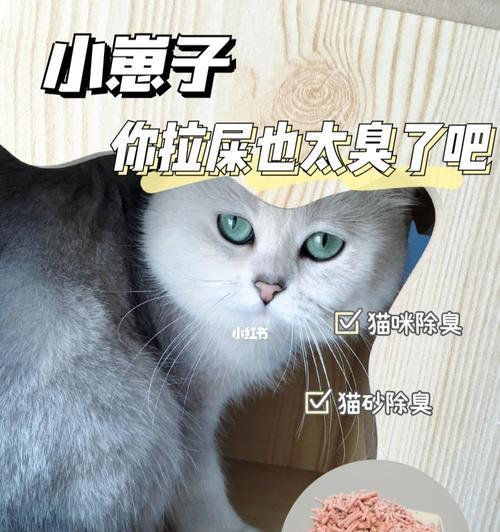 小猫拉屎出血怎么办？如何快速识别并处理？