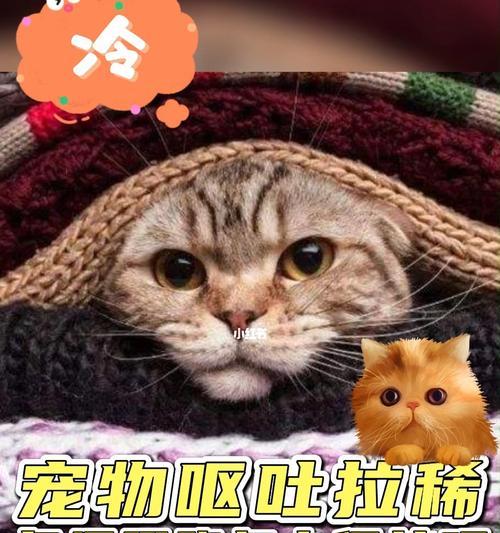 小猫拉稀可以不管吗？遇到这种情况应该怎么办？