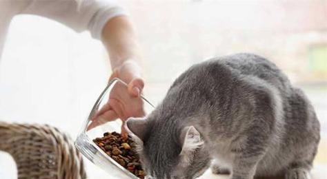 小猫太爱吃食怎么办？如何控制猫咪的饮食习惯？