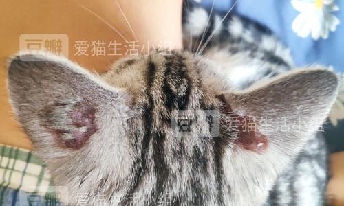 小猫为什么会长猫藓？猫藓的常见原因和预防措施是什么？