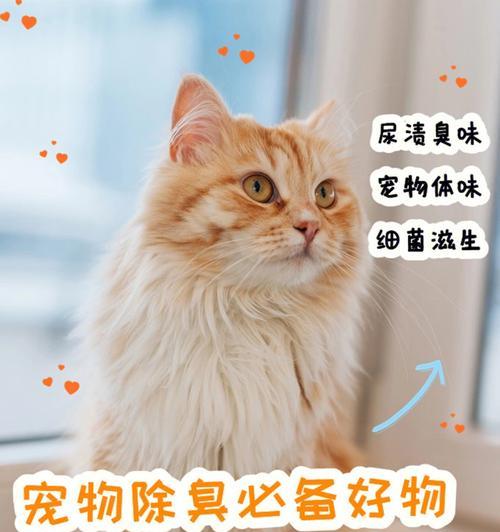 小猫小便困难怎么办？可能的原因和解决方法是什么？