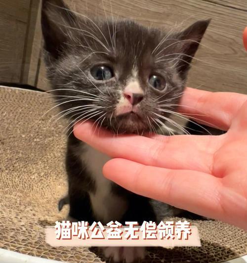 小猫需要打预防针吗？预防针对小猫健康的重要性是什么？