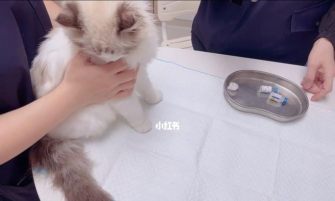 小猫需要打几针疫苗？疫苗接种时间表和注意事项是什么？