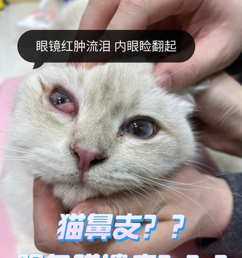 小猫眼皮外翻是什么原因？如何正确处理？