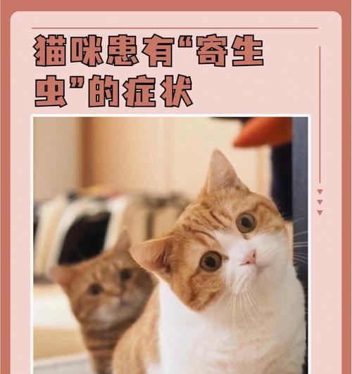 小猫有蛔虫什么症状？如何及时发现和处理？