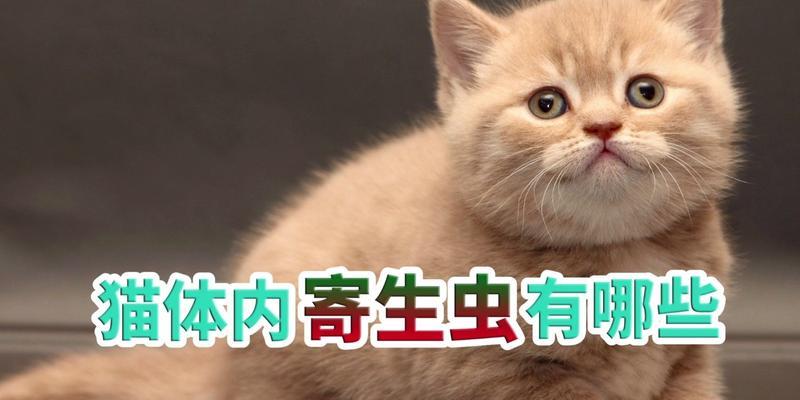 小猫有蛔虫什么症状？如何及时发现和处理？