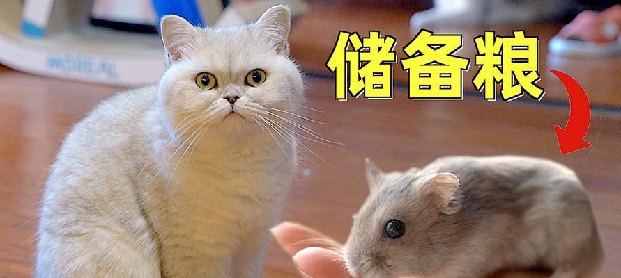 小猫怎么学会自己吃？训练小猫独立进食的步骤和技巧是什么？