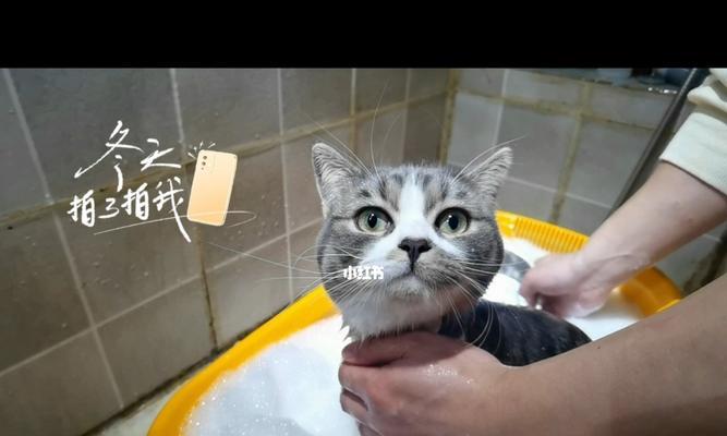 小猫训练上厕所的正确方法是什么？训练过程中常见问题有哪些？