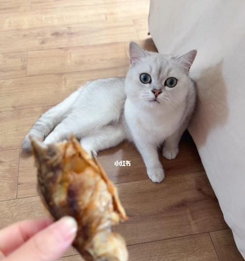 小猫怎样才能吃到鱼？如何训练小猫捕鱼技巧？