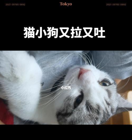 小猫总是拉稀怎么办？如何快速识别并解决小猫腹泻问题？