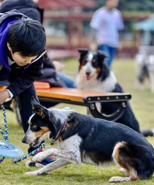 训练狗的书有什么好处？如何选择合适的训练书籍？