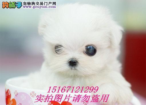 洋娃娃茶杯犬价格是多少？购买时需要注意什么？