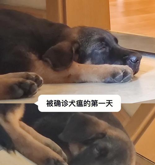 狗狗得了犬瘟热怎么办？如何进行有效的家庭护理？