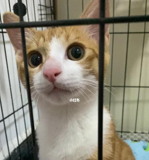 一个月的猫咪应该吃多少食物？喂食量和频率如何掌握？