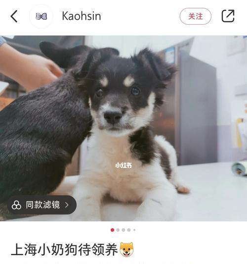 一个月小奶狗怎么养？新手养小狗的注意事项有哪些？