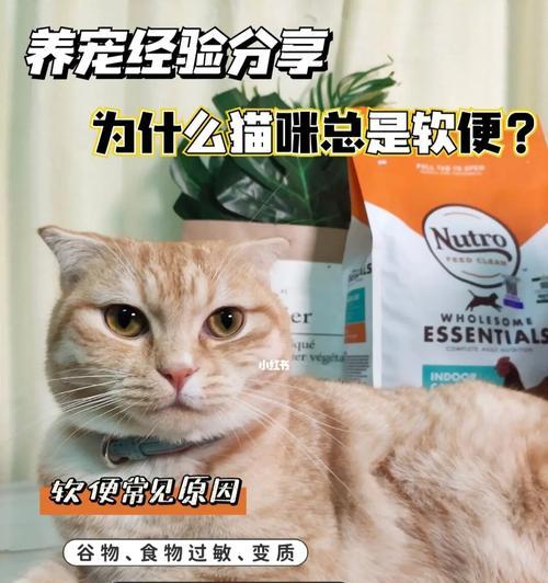 一岁猫咪的营养需求是什么？如何选择合适的猫粮？