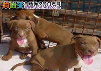 一只比特幼犬多少钱？购买时需要注意哪些事项？