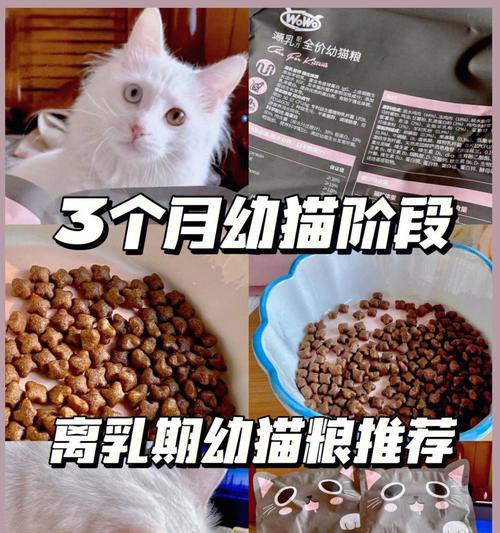 幼猫只吃猫粮怎么办？如何引导幼猫均衡饮食？