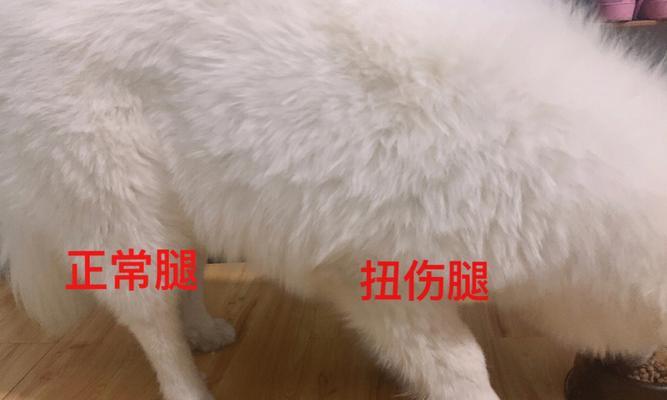 幼犬骨折了什么症状？如何及时发现和处理？