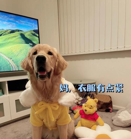 幼犬金毛衣服怎么做？需要哪些材料和步骤？