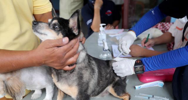 幼犬进口疫苗接种指南？常见问题解答？