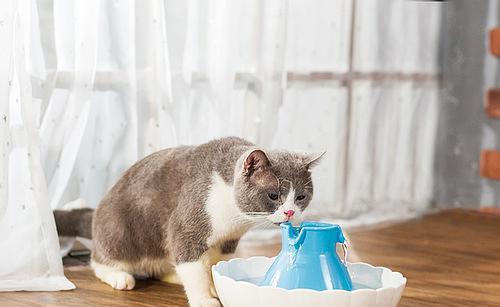 幼犬频繁饮水是何原因？如何判断是否正常？