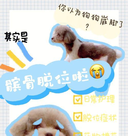 预防髌骨狗狗吃什么？哪些食物有助于关节健康？