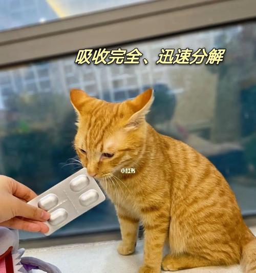 猫咪总是叫个不停怎么办？有效方法有哪些？