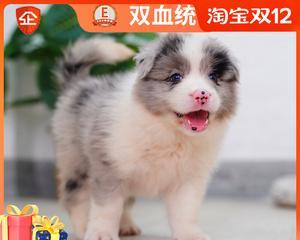 怎么查询cku犬舍？cku犬舍查询方法有哪些？