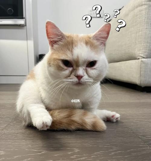 怎么防止老猫吃小猫？有效的方法有哪些？