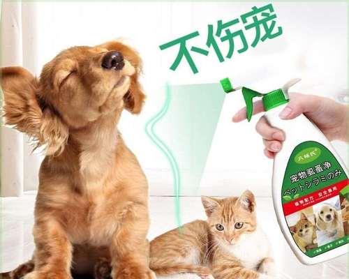 猫咪长虱子怎么办？有效预防方法有哪些？