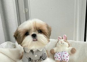 茶杯犬穿衣指南：如何正确给小型犬穿衣服？