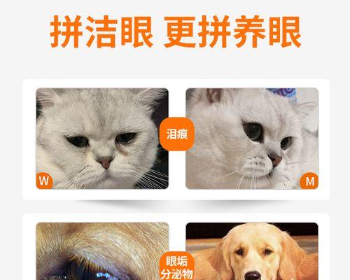 给猫猫擦眼药膏的正确方法是什么？需要注意哪些常见问题？