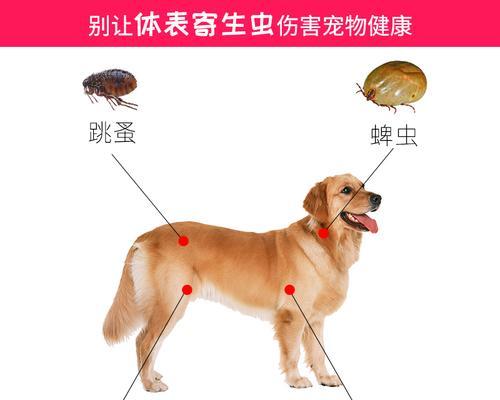 猫咪内外驱虫的最佳方法是什么？多久进行一次？