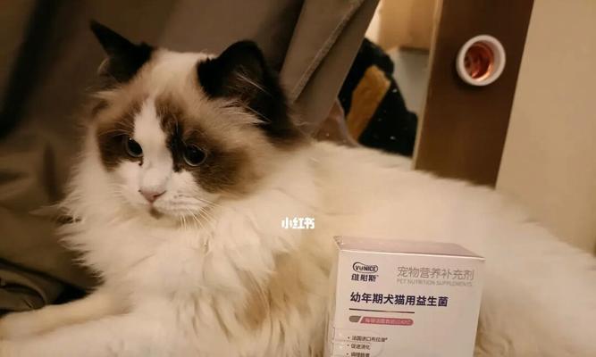 猫咪喂益生菌的正确方法是什么？常见问题有哪些？