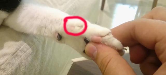 猫咪伸爪子怎么办？有效纠正方法有哪些？