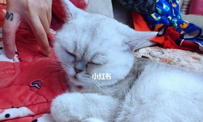 怎么救活快死的小猫？紧急救助步骤和注意事项是什么？