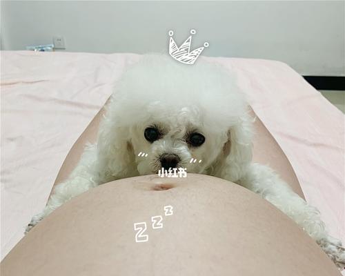 狗狗怀孕初期有哪些迹象？如何确认狗狗是否怀孕？