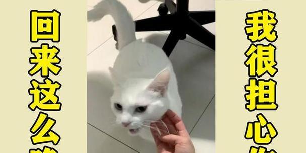 怎么看和猫猫的关系？如何理解与猫猫的互动？