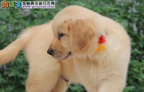 怎么看金毛犬的品相？品相评估的五个关键点是什么？