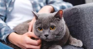 怎么看猫咪是否生病？猫咪常见疾病的早期信号有哪些？