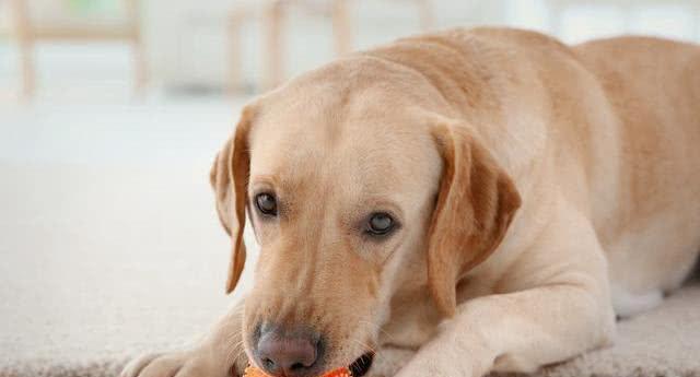 怎么看适合养什么狗？根据性格和生活方式选择最佳犬种？