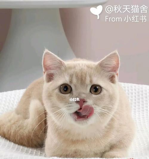 怎么判断小猫多大了？通过哪些特征来识别小猫的年龄？