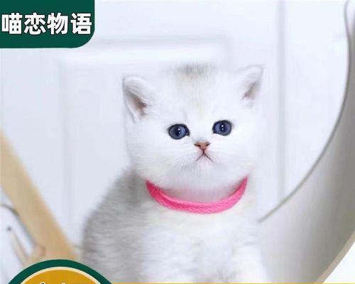 怎么区别小猫咪短毛？短毛猫品种有哪些特点？