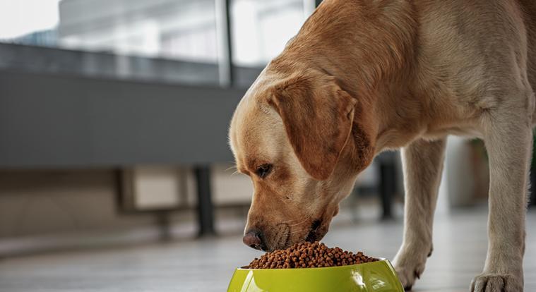 狗狗挑食怎么办？如何训练狗狗正常进食？