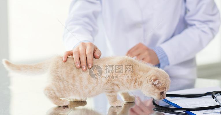 怎么让小猫和人亲近？有效的方法和技巧是什么？