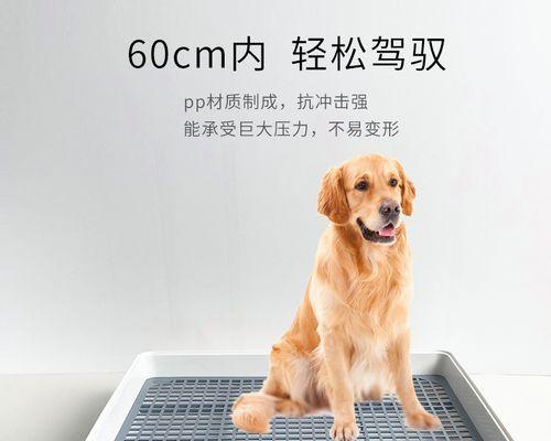 怎么训练狗狗上犬带？训练狗狗使用犬带的正确方法是什么？