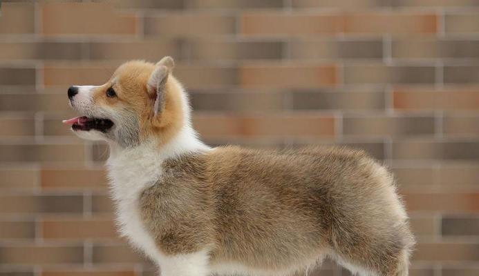 怎么正确挑选柯基犬？挑选柯基犬的五个关键点是什么？